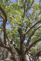 Platanus wrightii