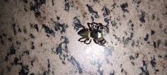 Dendryphantina