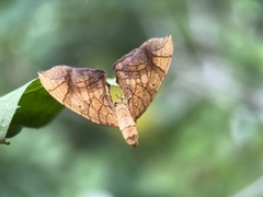 Eulithis diversilineata