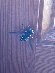 Sericomyia chalcopyga