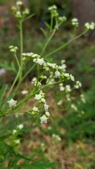 Parthenium