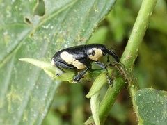 Peridinetus cretaceus