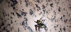 Dendryphantina