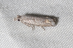 Eucosma subminimana