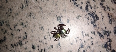 Dendryphantina
