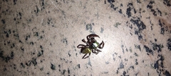 Dendryphantina
