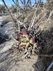 Dudleya cultrata