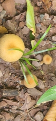 Armillaria