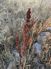 Rumex crispus