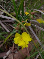 Hibbertia sericea
