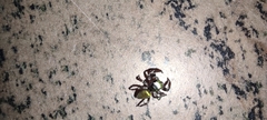Dendryphantina