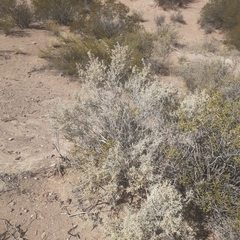 Atriplex lampa