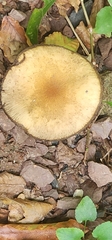 Armillaria