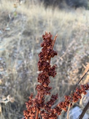Rumex crispus