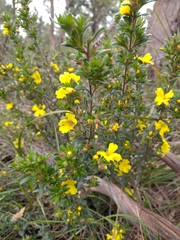 Hibbertia sericea