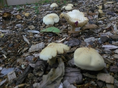 Agrocybe