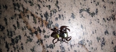 Dendryphantina