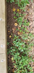 Armillaria