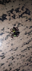 Dendryphantina