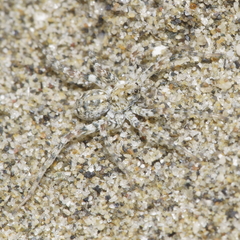 Anoteropsis litoralis