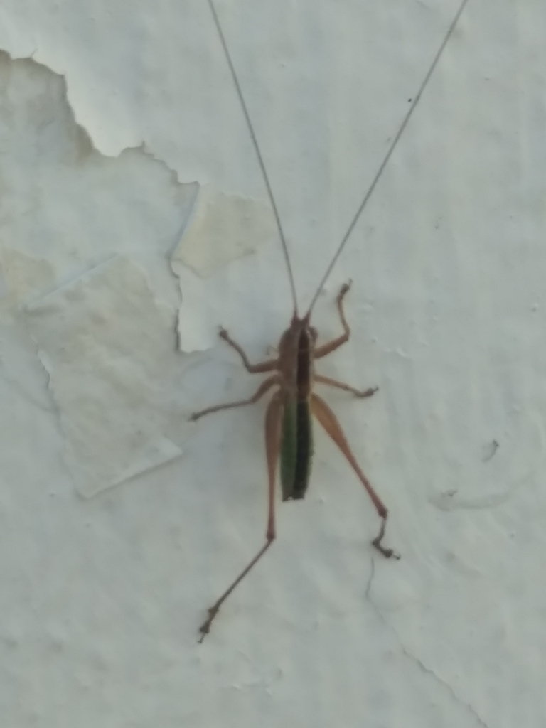 Conocephalus leptopterus