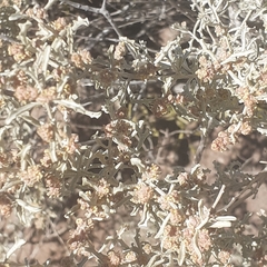 Atriplex lampa