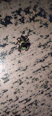 Dendryphantina