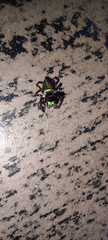 Dendryphantina