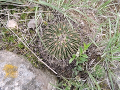 Echinofossulocactus