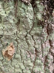 Lecanora thysanophora