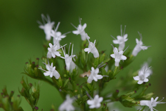 Valeriana sitchensis