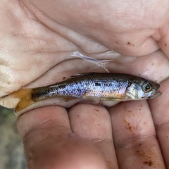 Clinostomus funduloides