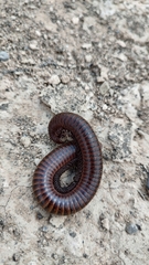 Orthoporus