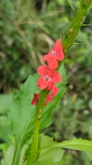 Stachytarpheta mutabilis