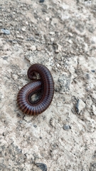 Orthoporus