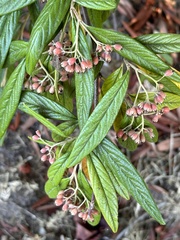Cotoneaster salicifolius