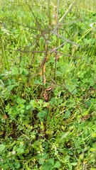 Sisymbrium erysimoides