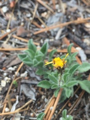 Heterotheca brandegei