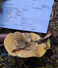 Lactarius sordidus