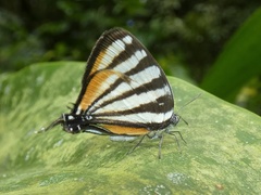 Arawacus lincoides