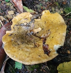 Lactarius sordidus
