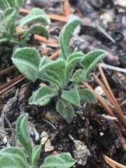 Heterotheca brandegei