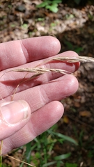 Bromus pubescens