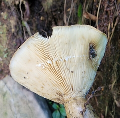 Lactarius sordidus