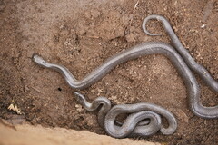 Cryptophis nigrescens