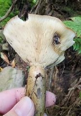 Lactarius sordidus