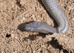 Cryptophis nigrescens