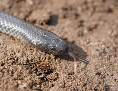 Cryptophis nigrescens