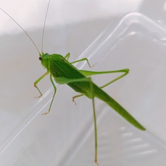 Phaneroptera