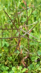 Sisymbrium erysimoides